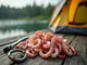calamari-als-angelkoeder-eine-delikate-versuchung